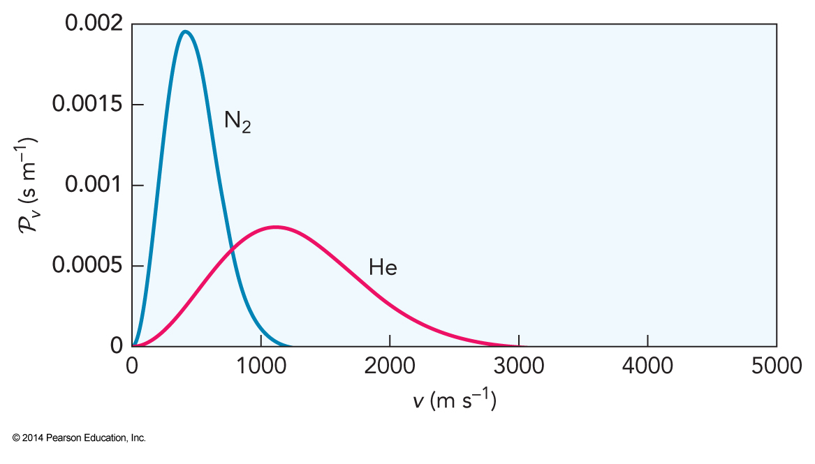 The distribution of the velocities of nitrogen gas and helium gas. Because it is lighter, the helium gas curve peaks (reaches maximum probability) at a higher velocity than does nitrogen gas.